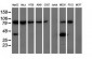 ALDH1L1 Antibody (clone 2A6)