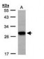 TSPAN1 / TM4SF Antibody (aa132-227)