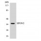 SPON2 / MINDIN Antibody (aa55-104)
