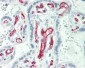 CD34 Antibody (clone EP88)