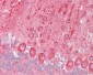 TRAF6 Antibody