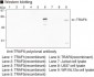 TRAF6 Antibody