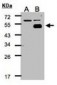 NR2F1 / Coup-TF Antibody (aa1-44)