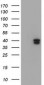 GIMAP4 Antibody (clone 1C6)