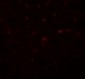 TRB3 / TRIB3 Antibody (Internal)