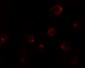 P2RX7 / P2X7 Antibody (C-Terminus)