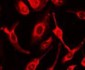 CD95 / FAS Antibody (N-Terminus)