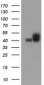 Basigin / Emmprin / CD147 Antibody (clone 10E10)