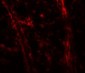 ODZ3 Antibody (N-Terminus)