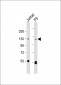 SIRT1 Antibody