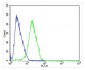 CHRM2 Antibody