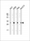 CDK5 Antibody