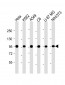 VCP Antibody