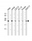 RAB11A Antibody