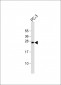 DDIT3 Antibody (C-term A135)