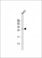 FSTL3 Antibody (C-term)