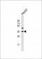 FSTL3 Antibody (C-term)