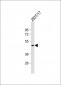 GPR81 Antibody (C-term)