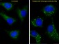 Cleaved LC3A Antibody