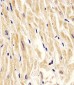 Cleaved LC3A Antibody