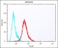 Mouse Pbk Antibody(N-term)
