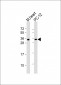 SLUG Antibody (Center)