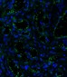 CD34 Antibody (C-term)