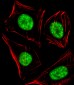 RBBP5 Antibody (C-term)