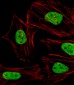 STAT5A Antibody (C-term)