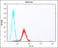 (Mouse) Tdgf1 Antibody (N-term)