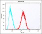 SULT1A1 Antibody (C-term)