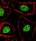 ANAPC2 Antibody (C-term)