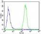 SNCA Antibody (C-term)