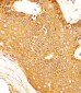 SNCA Antibody (C-term)