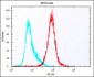 (Mouse) Cldn6 Antibody (C-term)