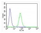 IL24 Antibody
