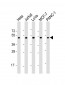 ADRA2A Antibody (N-Term)