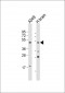 BMP4 Antibody