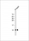 ATP5EP2 Antibody (Center)