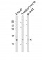 NDUFS6 Antibody (Center)