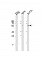 IRF3 Antibody (N-Term)