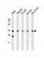 ADORA3 Antibody (C-Term)