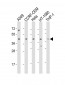 MAZ Antibody (Center)