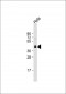 GJA1 Antibody (C-Term)