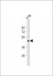 Cone Arrestin Antibody