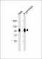 CD276 Antibody