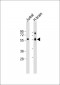 Clipin A Antibody