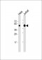 DPF2 Antibody