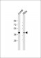 MAPKAPK3 Antibody
