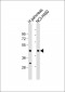 MRPS9 Antibody